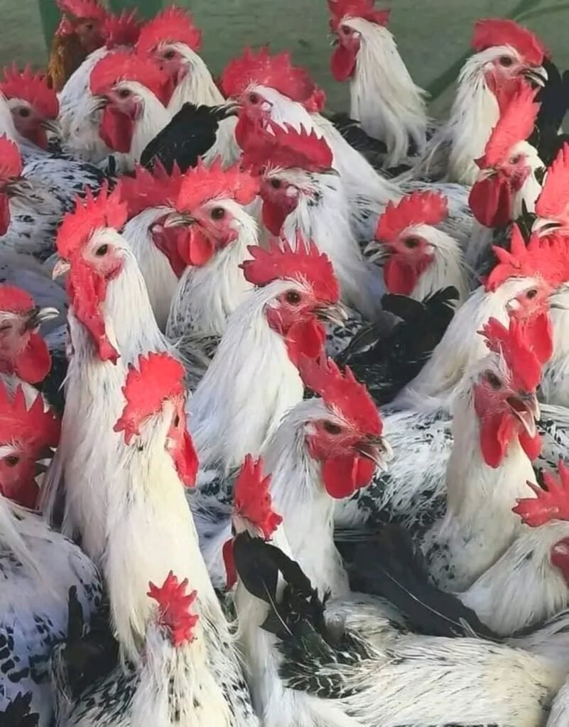 فراخ فيومي بلدى لانتاج البيض