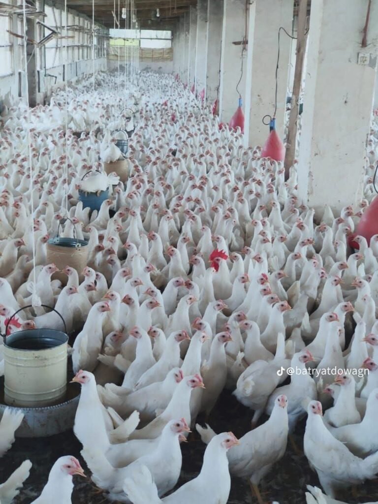 فراخ بياض سلالات ايزا البنا