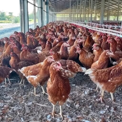 🐔 فراخ لوهمان عمر 100 يوم مقدمة من شركة الاسراء للاستثمار الداجني توفر شركة الاسراء للاستثمار الداجني أفضل سلالات الدواجن، ومنها فراخ لوهمان عمر 100 يوم، بجودة عالية وتجهيز كامل لمرحلة الإنتاج. المميزات: إنتاج عالي من البيض صحة قوية ونسبة نفوق منخفضة تحصينات كاملة وفق برنامج بيطري دقيق تغذية متوازنة لضمان أفضل أداء جاهزة للدخول في مرحلة الإنتاج خلال فترة قصيرة لماذا تختارنا؟ نقدم خبرة وثقة في مجال الاستثمار الداجني، مع متابعة مستمرة لضمان نجاح مشروعك وتحقيق أعلى عائد. 📞 للتواصل وطلب الحجز: [01110416976 ] 🚚 خدمة توصيل متاحة لجميع المحافظات
